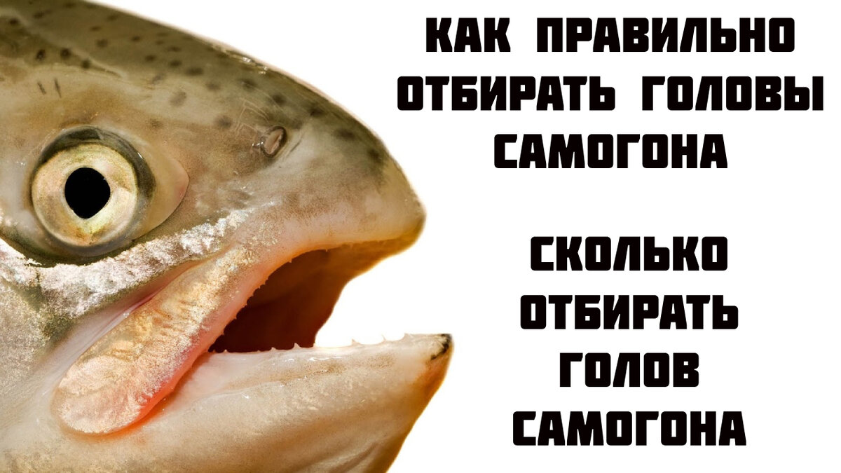 Как правильно отбирать головы самогона