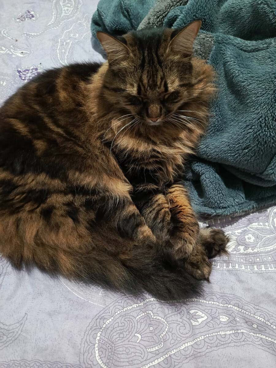 Смотрите как я лапки сложил