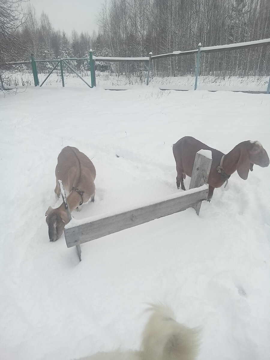 Как определить ложную беременность у козы: основные признаки