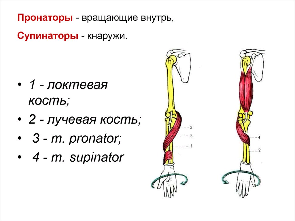 Положение руки предплечья. Мышцы пронаторы и супинаторы. Пронатор и супинатор предплечья. Пронация предплечья и кисти мышцы. Пронация и супинация предплечья мышцы.