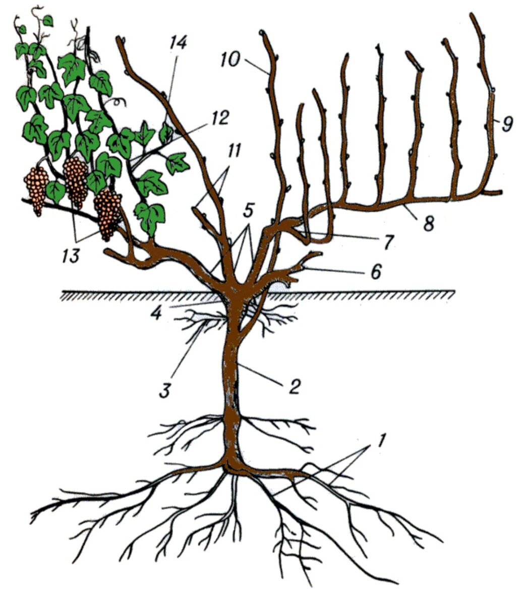 Строение виноградного куста: 1 — пяточные корни; 2 —  подземный штамб; 3 — росяные (поверхностные) корни; 4 — голова куста; 5 —  рукава; 6 — рожок; 7 — сучок замещения; 8 — стрелка плодоношения; 9 —  однолетние побеги (лозы); 10 — порослевый побег; 11 — плодовое звено; 12  — бесплодный побег; 13 — плодоносные побеги; 14 — пасынок 