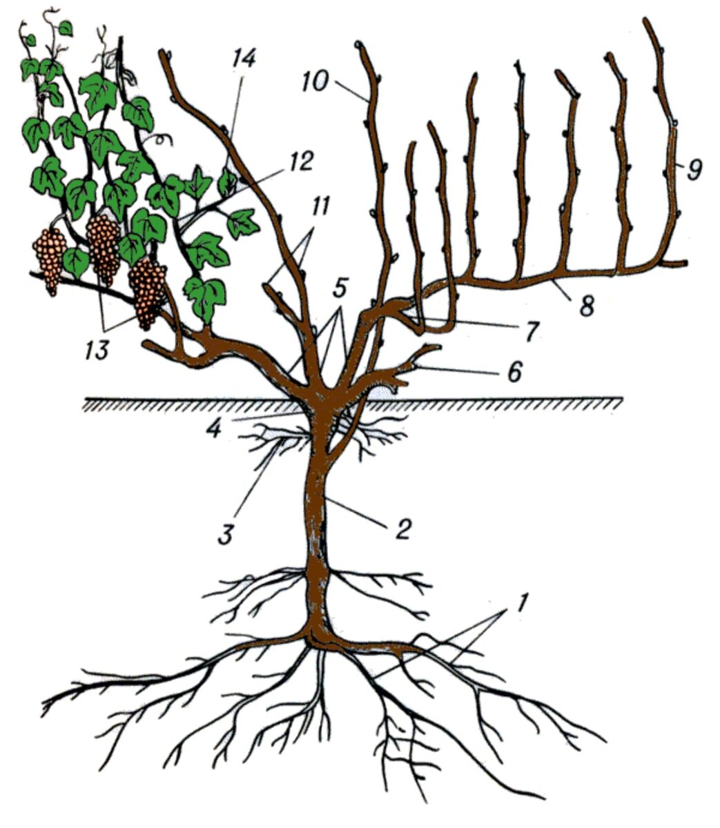 Строение винограда схема для чайников
