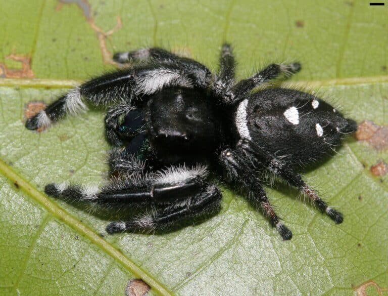    Самец паука-скакунчика Phidippus regius / © wikipedia