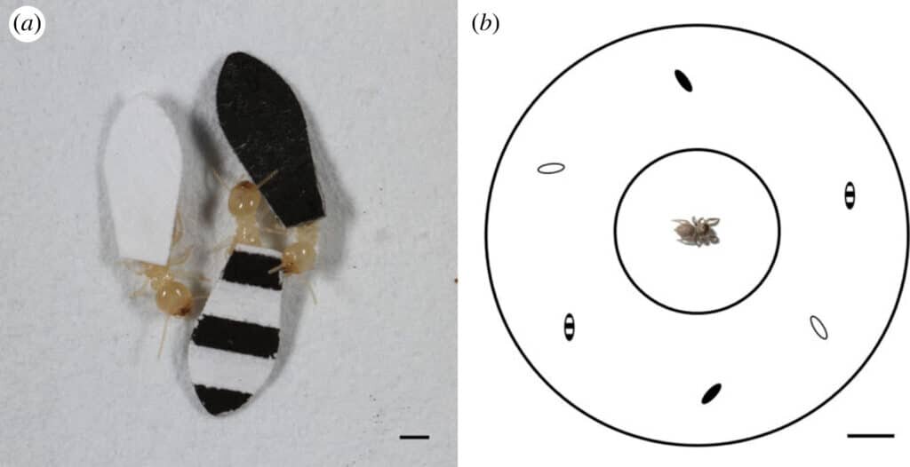    Термит с «мантиями» разного сорта и дизайн эксперимента  / © Lauren Gawel et al., 2023