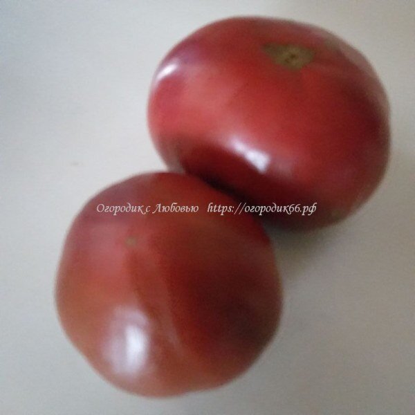 томат пурпурная страсть