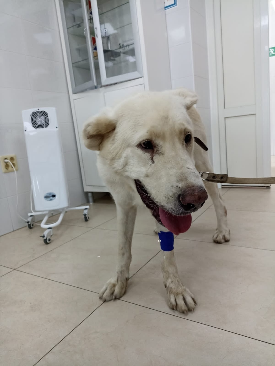 Заболевания и проблемы щенков