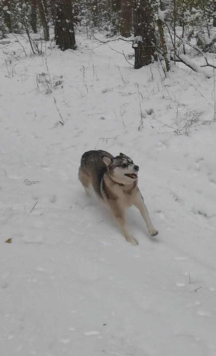 Шмоня несётся со всех ног к своему человеку 