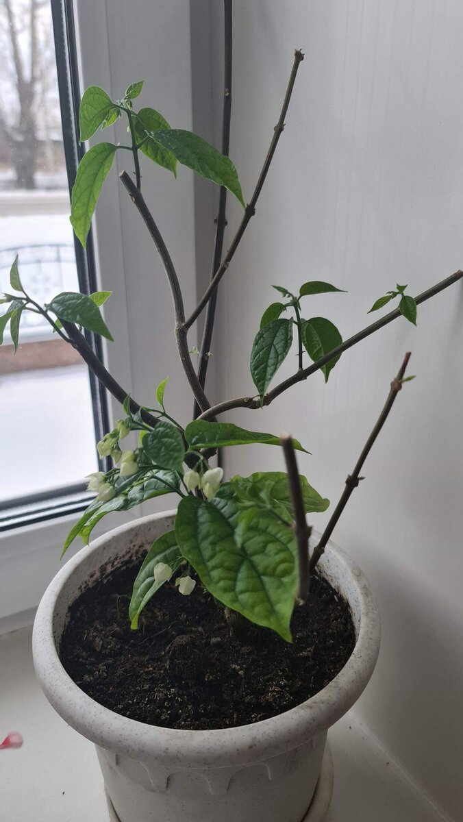 В галерее 2 фото. Так выглядел клеродендрум 4 ноября