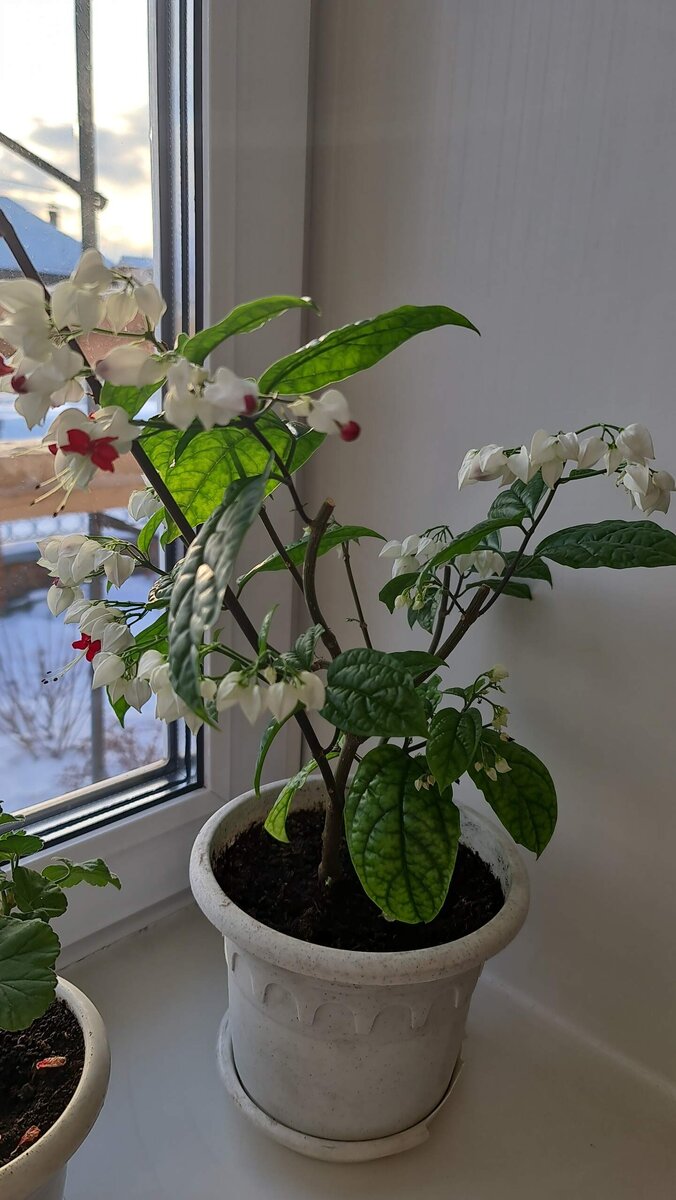 Фото от 26 ноября. Еще почки просыпаются и выбрасываются цветоносы