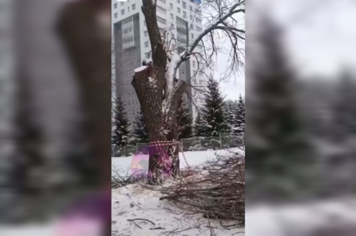    На улице Рудольфа Нуреева в Уфе спилили большой дуб