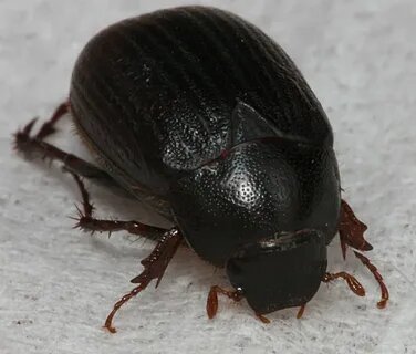 Примерно такие жуки жили с нами