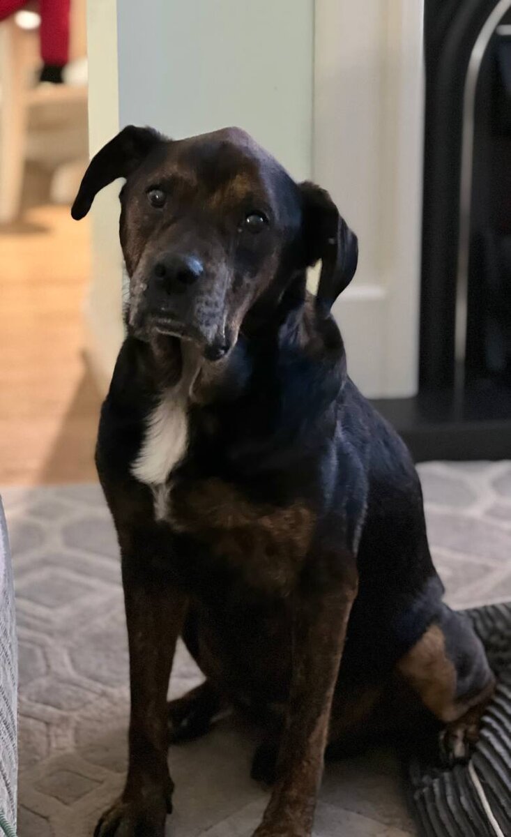 Рокко в приюте всё ещё ждал своего хозяина и тосковал