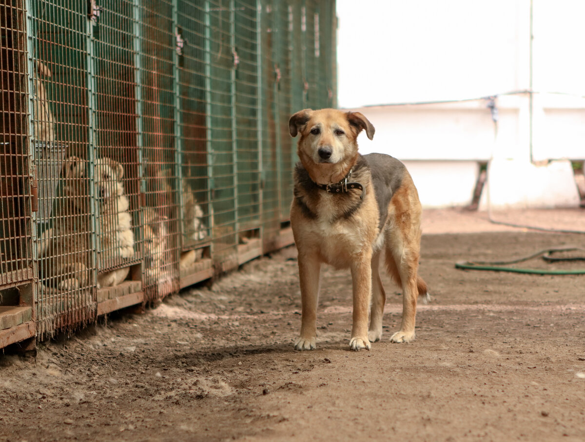 Важность правильной разлуки с матерью для развития щенка