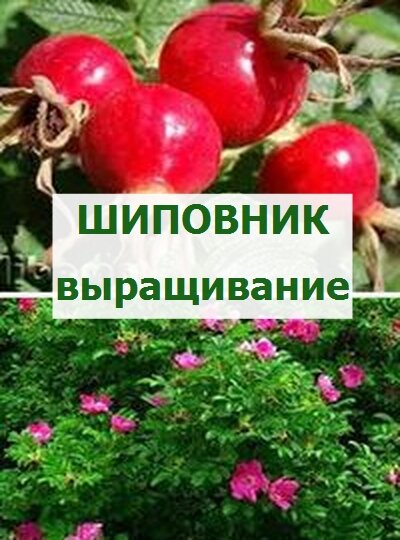 как выращивать шиповник