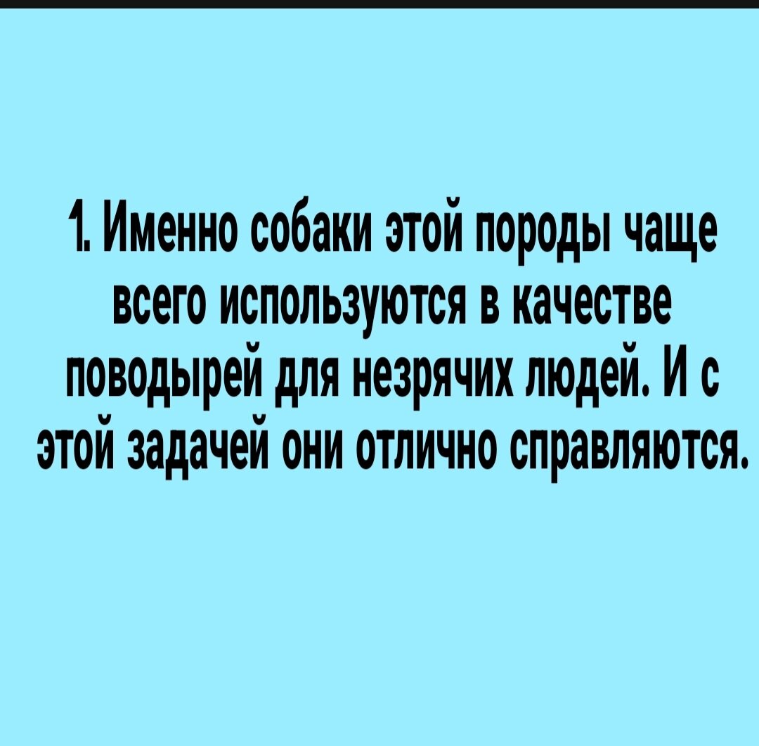 Подготовка сук и кобеля к вязке