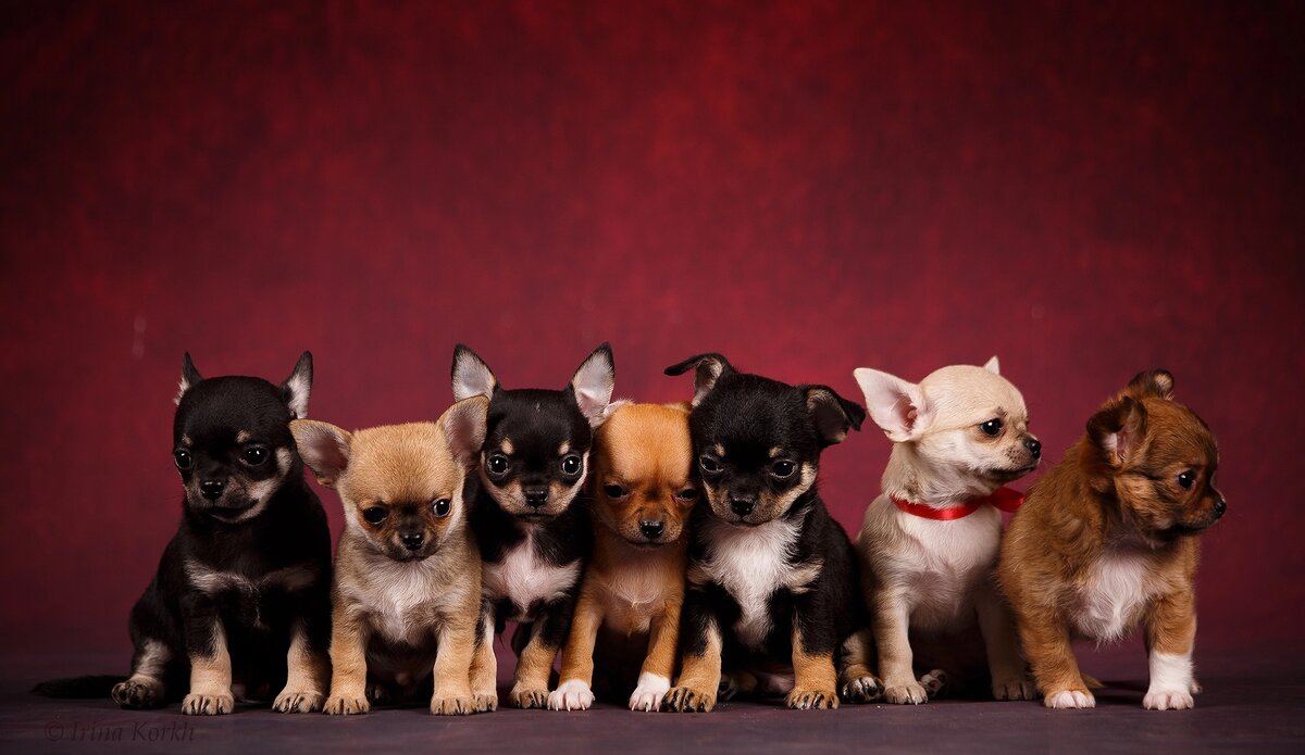 щенки чихуахуа