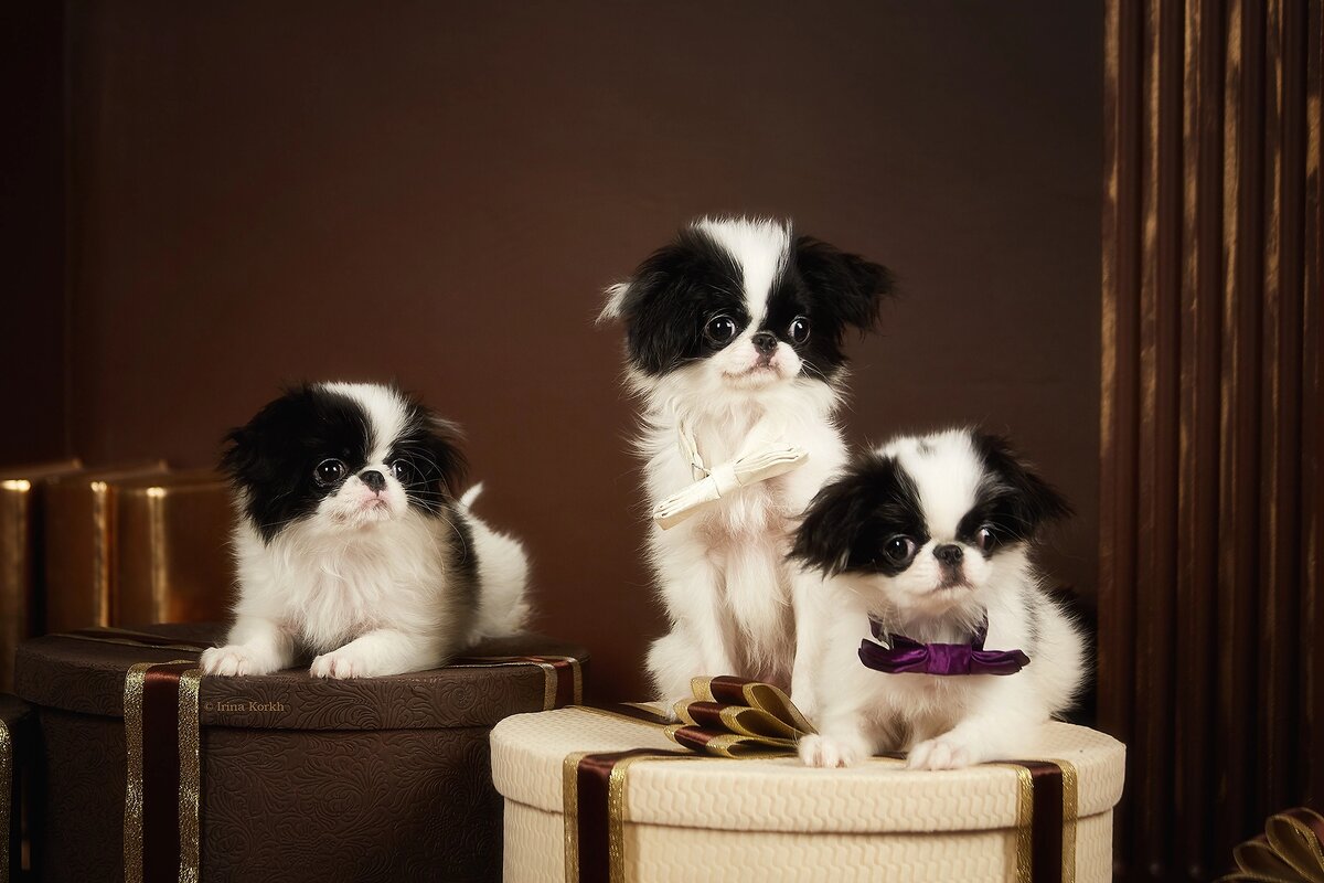 щенки японского хина