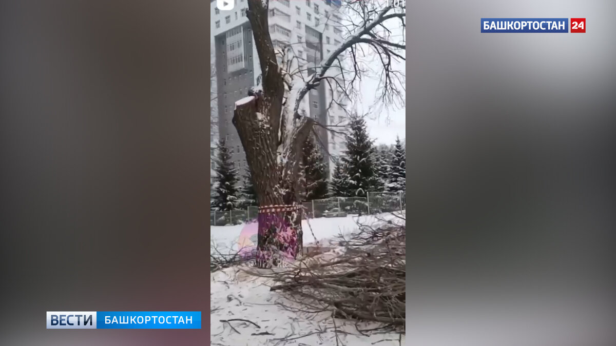    В Уфе на улице Рудольфа Нуреева спилили большой дуб