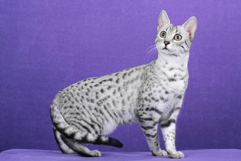 Кошачья порода Египетская мау была выведена в Соединенных Штатах Америки. В настоящее время считается, что это был подвид пятнистого дикого вспыльчивого нубинского кота.