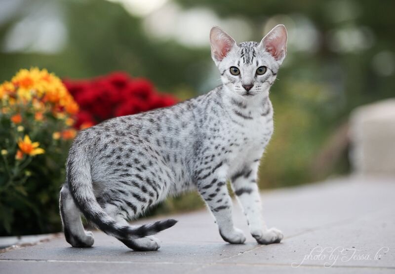 Кошачья порода Египетская мау была выведена в Соединенных Штатах Америки. В настоящее время считается, что это был подвид пятнистого дикого вспыльчивого нубинского кота.-2