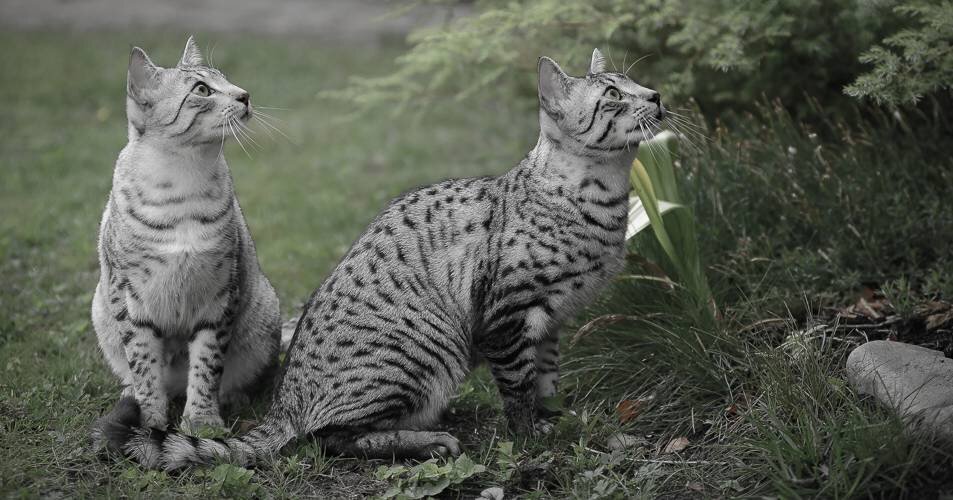 Как вывести новую породу кошек