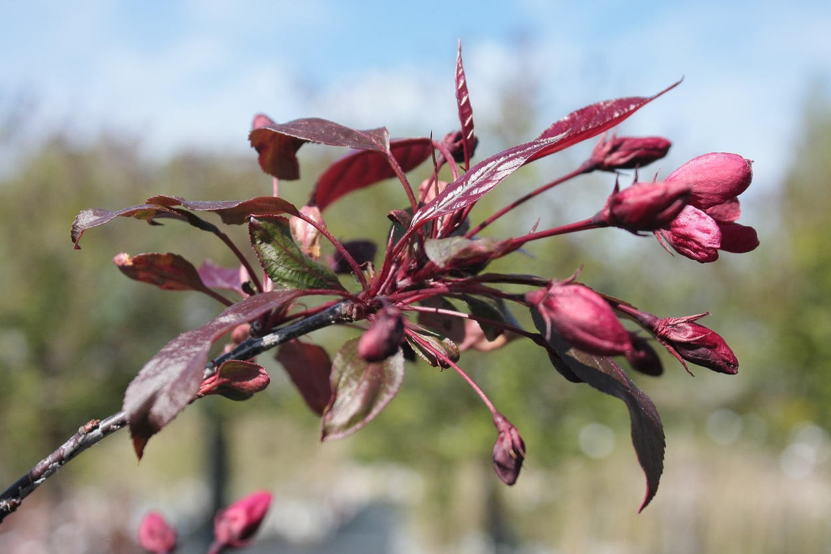 Купить Растения в садовом центре Green Space