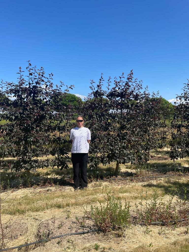 Формировка и стрижка от Садового центра Green Space