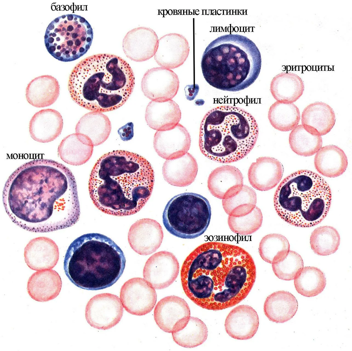 Здоровая кровь содержит определенный процент лейкоцитов (они же белые клетки крови), которые, как часть иммунной системы организма, помогают организму бороться с инфекцией.