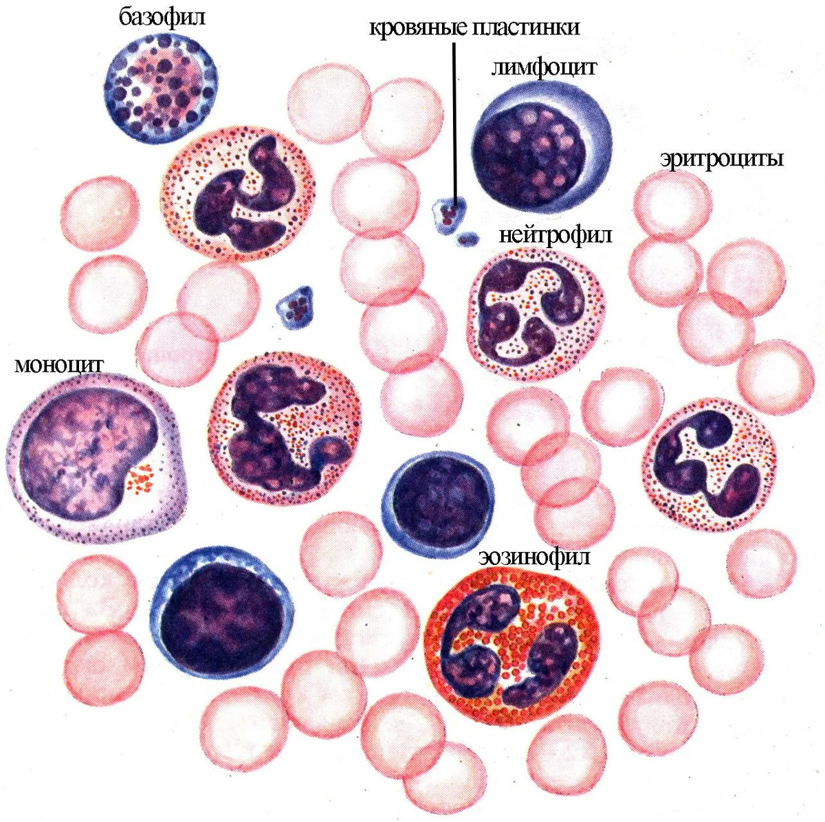 Схема белых клеток крови