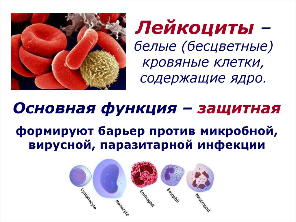 Как выглядит лейкоцит человека. Функции лейкоцитов 8 класс биология. Лейкоциты в крови 4,2. Лейкоциты биология 8 класс.