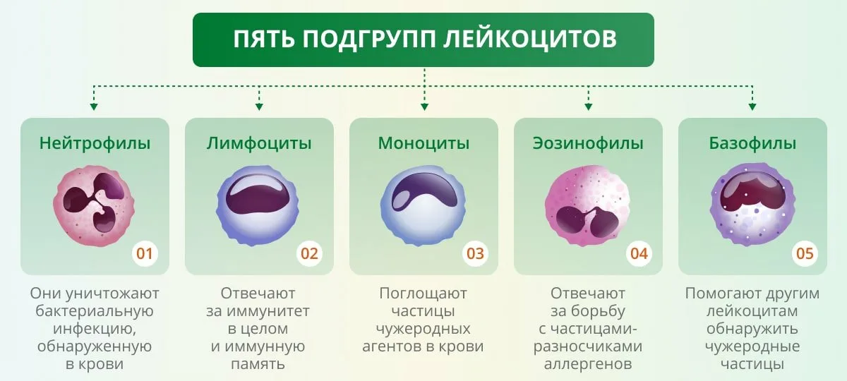 Здоровая кровь содержит определенный процент лейкоцитов (они же белые клетки крови), которые, как часть иммунной системы организма, помогают организму бороться с инфекцией.-4