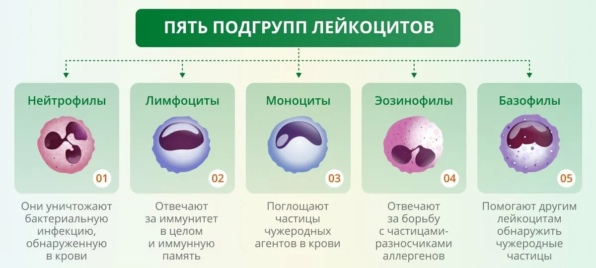 Почему понижены лейкоциты в крови: основные причины и симптомы