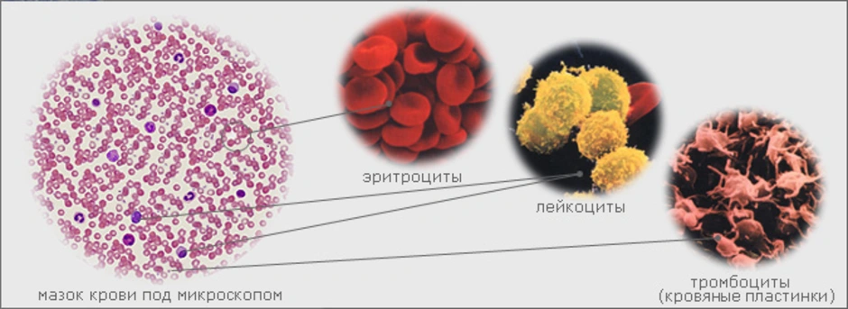 Место разрушения клеток крови. Клетки крови под микроскопом лейкоциты. Эритроциты лейкоциты тромбоциты рисунок. Лейкоциты тромбоциты эритроциты рисунок анатомия. Лейкоциты человека под микроскопом рисунок.