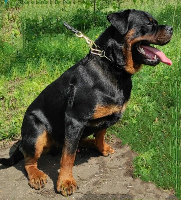 2. Поддержка и сопровождение