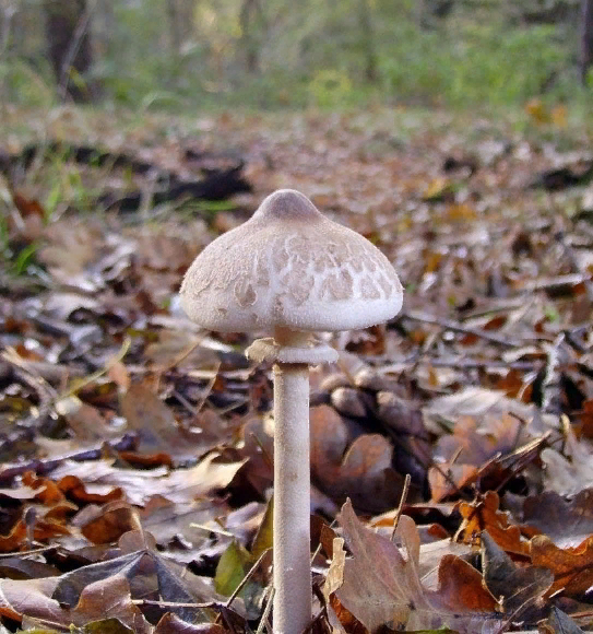 Привет, я сосок!