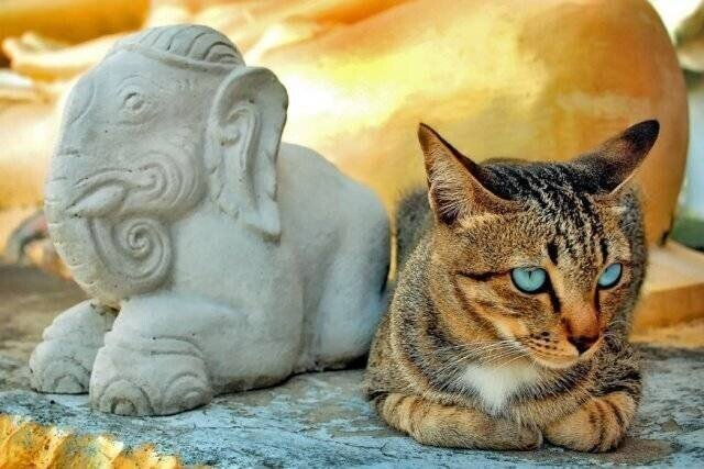Кошки в Индии: священные или демонические. Фото: augustus.ru