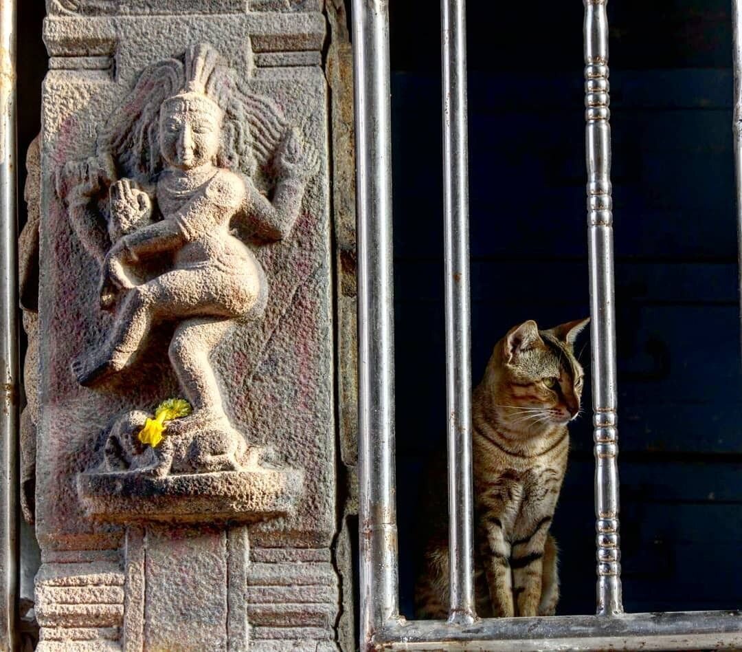 Кошка у барельефа Шивы Натараджи. Фото Pinterest