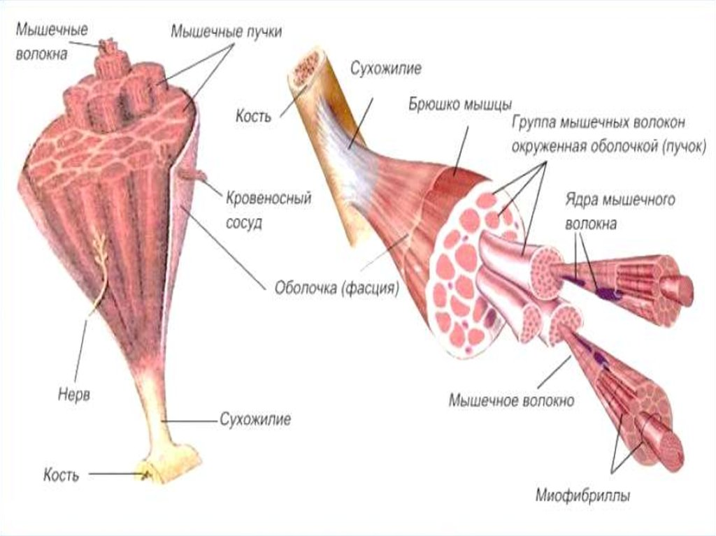 Мышцы задания егэ. Строение мышцы человека 8 класс биология. Человек с структурой строения мышц. Строение мышц 8 класс биология. Строение скелетной мышцы человека 8 класс биология.