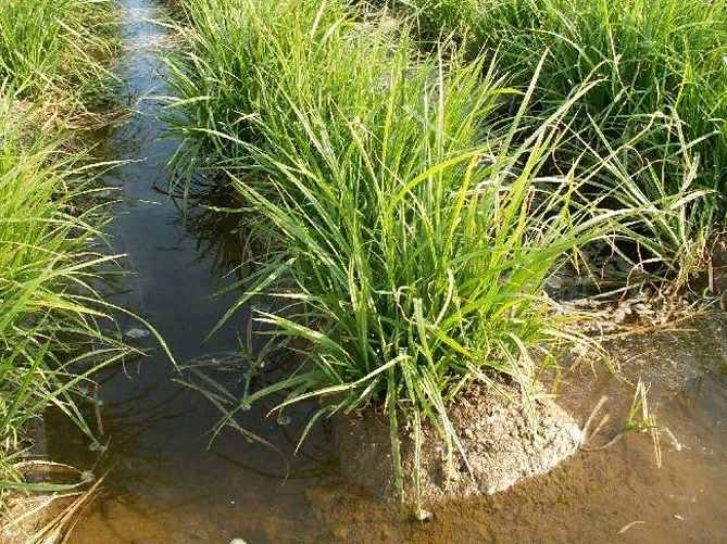 Вот так выглядит кусок чуфы