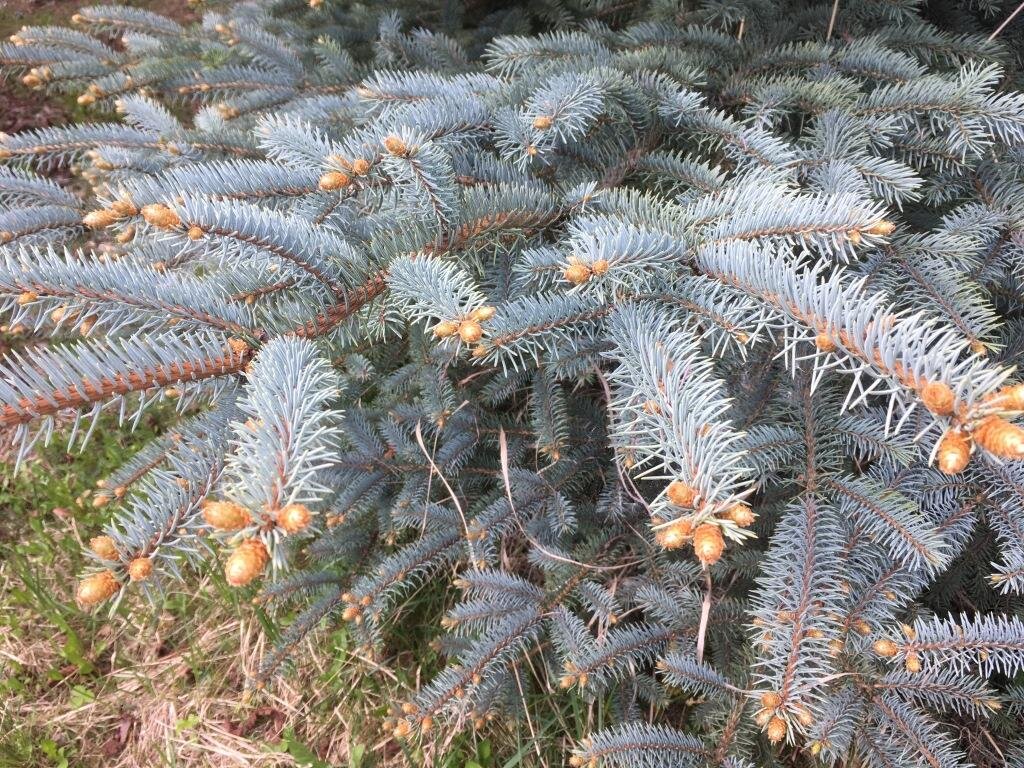 У моих родственников растет прямо перед домом растет красивая голубая ель.
