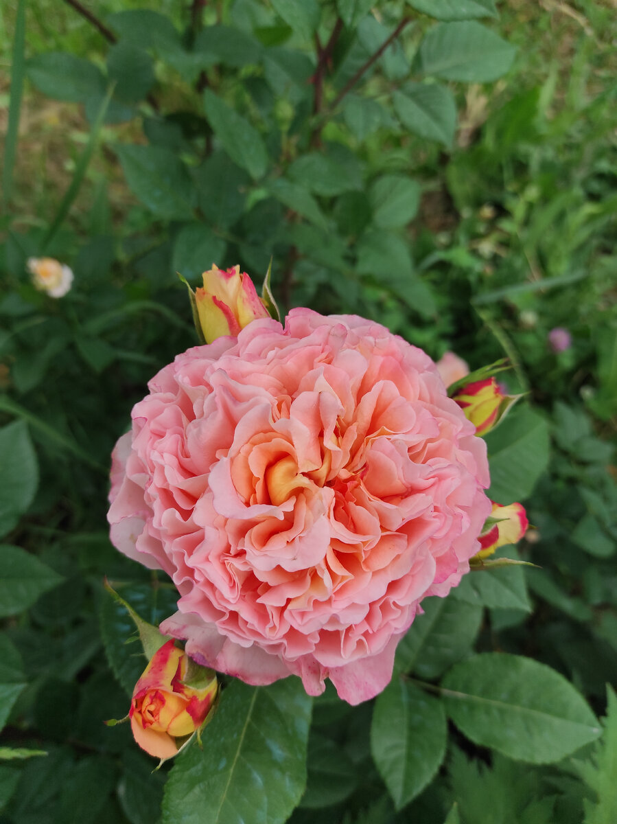 фото автора из своего сада