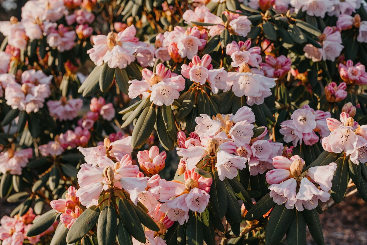    РододендроныUnsplash