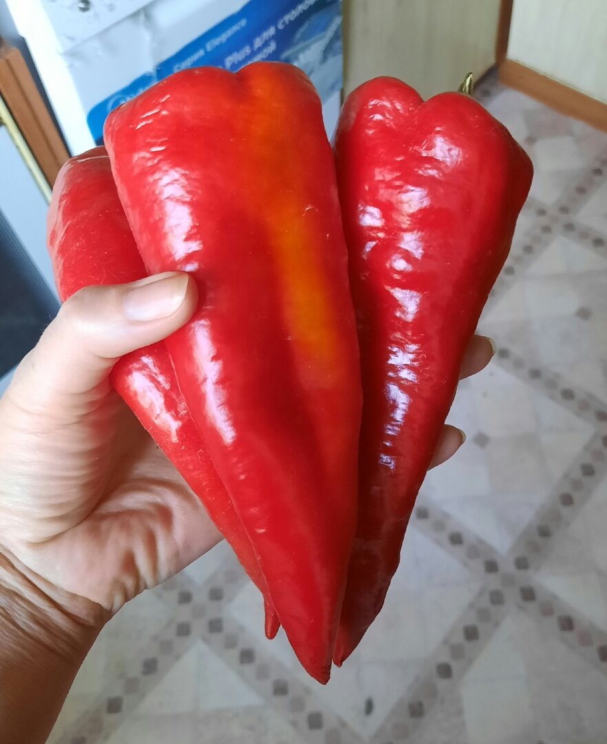 Перец откуда семена