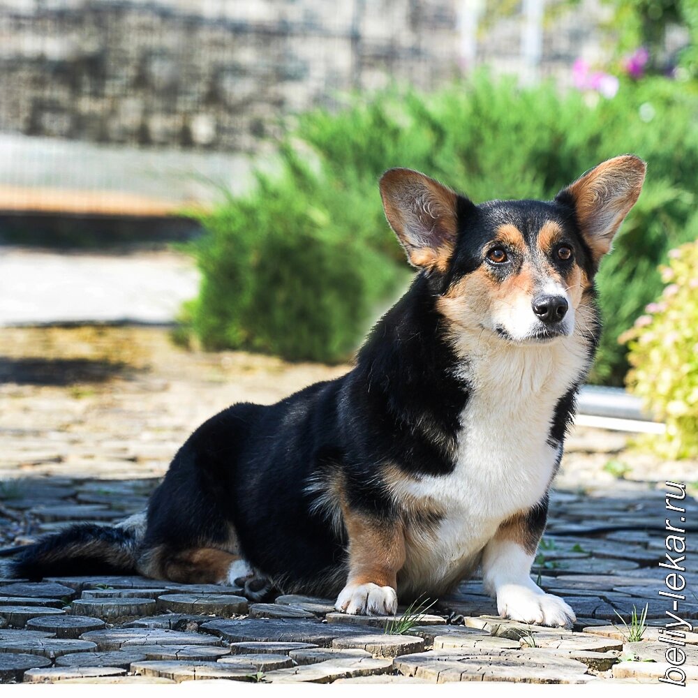 Вельш-корги Юви. Заводная, озорная, ох, красавица какая. Группа питомника: https://vk.com/beliy.lekar
