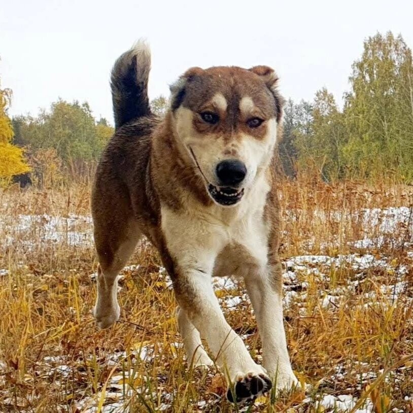 Иверия, среднеазиатская овчарка - героиня. Группа питомника: https://vk.com/beliy.lekar