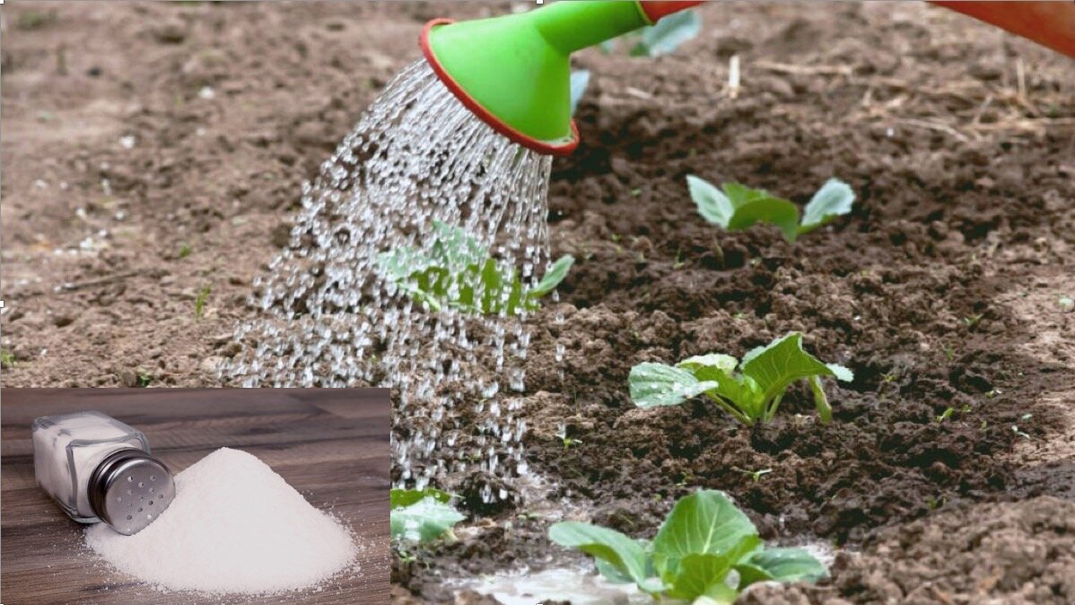 Некоторые садоводы помимо полива обычной пресной водой используют еще и полив соленой водой