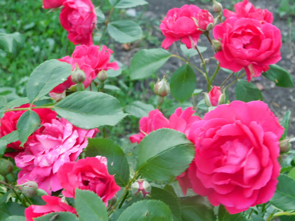 Всем мамочкам посвящаю | Во бору брусника | Дзен