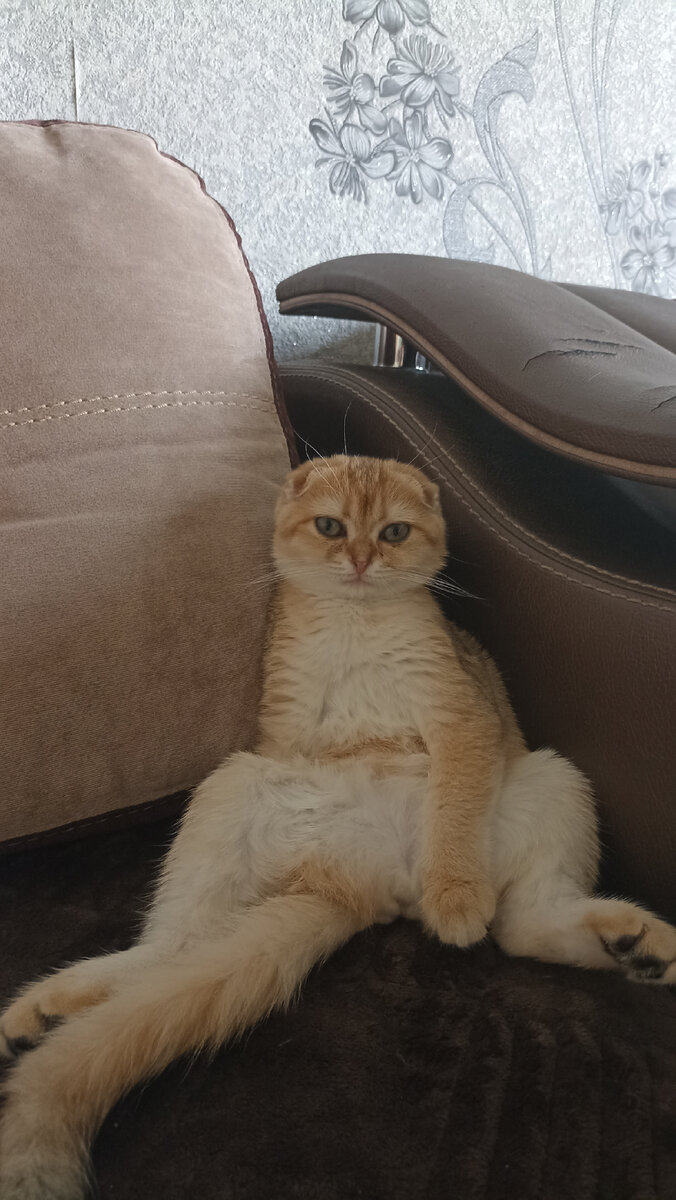 Диван ещё не перешили, обои тоже старые до ремонта