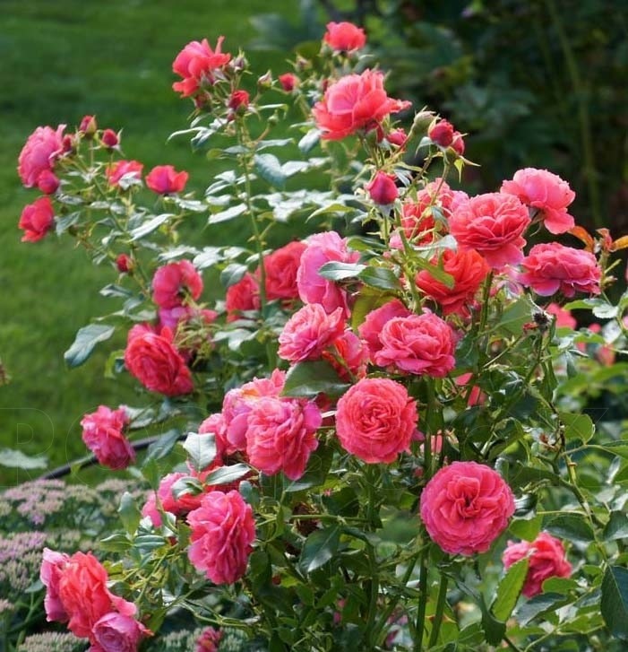 Картинка найдена на просторах интернета, ссылка https://yandex.ru/images/search?from=tabbar&img_url=https%3A%2Fi%2F.pinimg.com%2Foriginals%2Fa8%2F34%2Fа3f%2Fa83р43f851с287109b5e7bd53274cf0591a19.jpg&lr=47&pos=15&rpt=simage&text=%D1%86%D0%B2%D0%B5%D1%82%D1%8B%20%D0%BA%D1%80%D1%83%D0%BF%D0%BD%D0%BE%20%D1%84%D0%BE%D1%82%D0%BE 