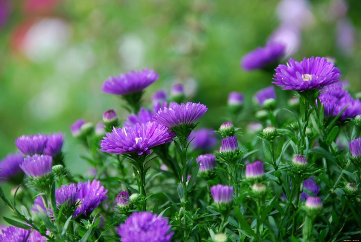 Картинка найдена на просторах интернета, ссылка https://yandex.ru/images/search?from=tabbar&img_url=https%3A%2Fi%2F.pinimg.com%2Foriginals%2Fa8%2F34%2Fа3f%2Fa83р43f851с2879b5e7bd593274cf0591a19.jpg&lr=47&pos=15&rpt=simage&text=%D1%86%D0%B2%D0%B5%D1%82%D1%8B%20%D0%BA%D1%80%D1%83%D0%BF%D0%BD%D0%BE%20%D1%84%D0%BE%D1%82%D0%BE 